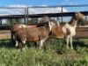 3X MEATMASTER EWE Thaba Meatmasters (pay per animal) - 4