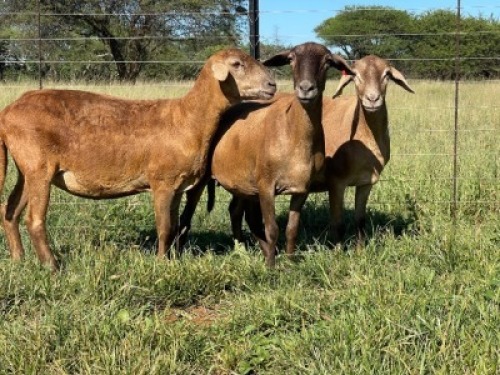 3X MEATMASTER EWE Thaba Meatmasters (pay per animal)