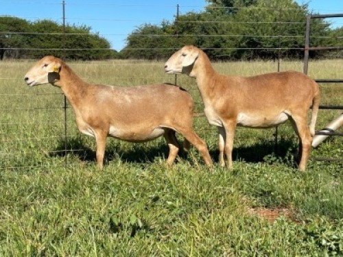 2X MEATMASTER EWE Thaba Meatmasters (pay per animal)