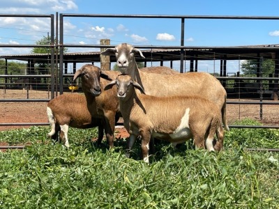 2X MEATMASTER EWE Thaba Meatmasters (pay per animal)