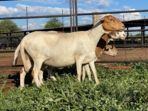 3X MEATMASTER EWE Thaba Meatmasters (pay per animal)