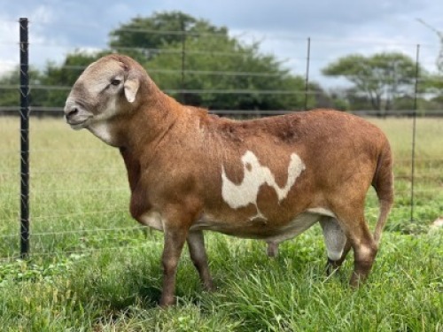 1X MEATMASTER RAM Thaba Meatmasters