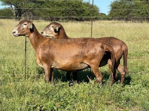 2X MEATMASTER RAM Thaba Meatmasters (pay per animal)