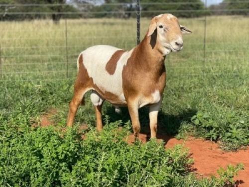1X MEATMASTER RAM Thaba Meatmasters