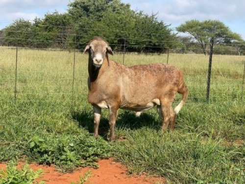 1X MEATMASTER RAM Thaba Meatmasters