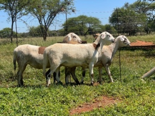 3X MEATMASTER EWE Thaba Meatmasters (pay per animal)