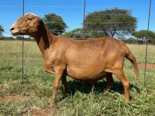 1X MEATMASTER EWE Thaba Meatmasters