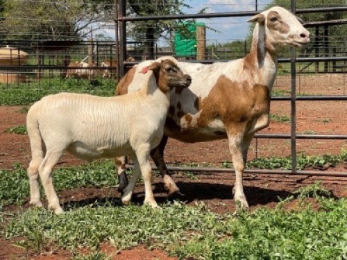 1+1X MEATMASTER EWE Thaba Meatmasters