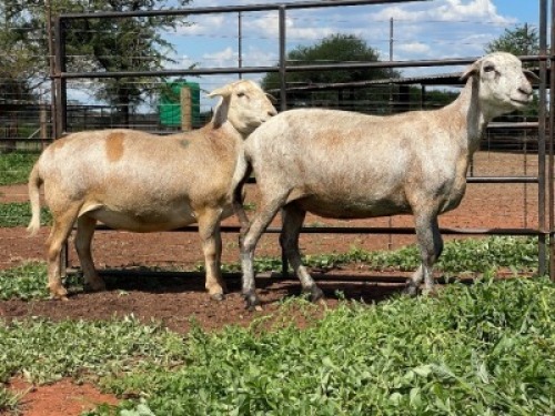 2X MEATMASTER EWE Thaba Meatmasters (pay per animal)
