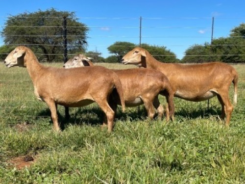 3X MEATMASTER EWE Thaba Meatmasters (pay per animal)