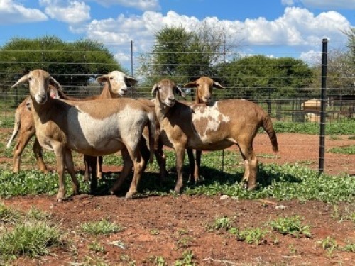 5X MEATMASTER EWE Thaba Meatmasters (pay per animal)