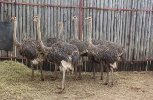 4 X VOLSTRUISE KROMELLENBOOG(PER STUK OM LOT TE NEEM)