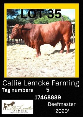 1 x BEEF MASTER BULL Callie Lemcke