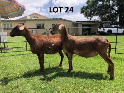 2X MEATMASTER EWE B3 Genetics (PTY) Ltd (pay per animal)