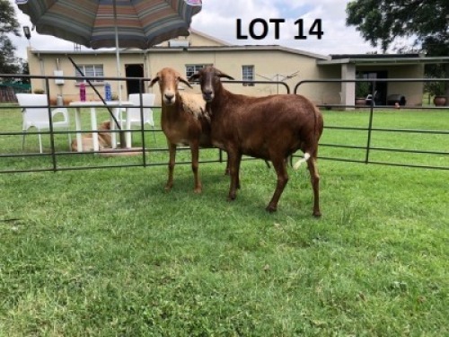 2X MEATMASTER EWE B3 Genetics (PTY) Ltd (pay per animal)