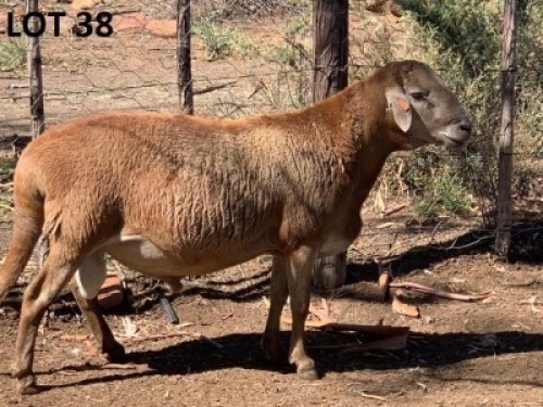 1X MEATMASTER RAM B3 Genetics (PTY) Ltd