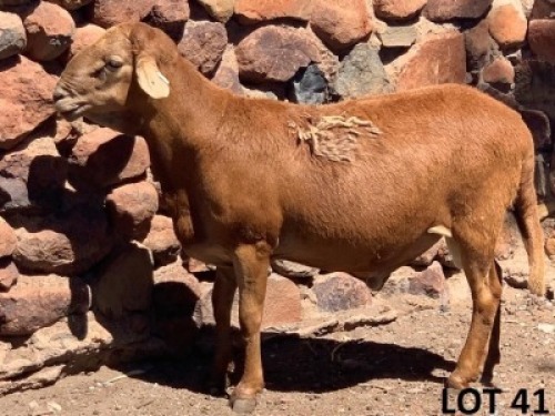 1X MEATMASTER RAM B3 Genetics (PTY) Ltd