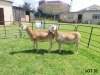 2X  MEATMASTER  EWE  B3 Genetics (PTY) Ltd     (pay per animal)