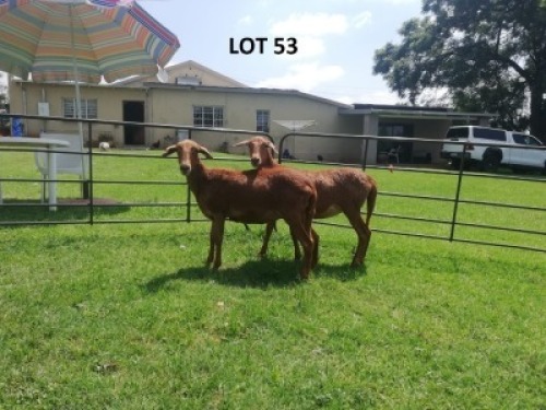 2X MEATMASTER EWE B3 Genetics (PTY) Ltd (pay per animal)
