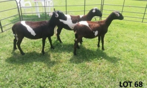 3X MEATMASTER EWE B3 Genetics (PTY) Ltd (pay per animal)
