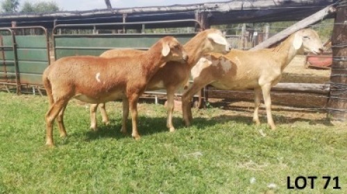 3X MEATMASTER EWE B3 Genetics (PTY) Ltd (pay per animal)