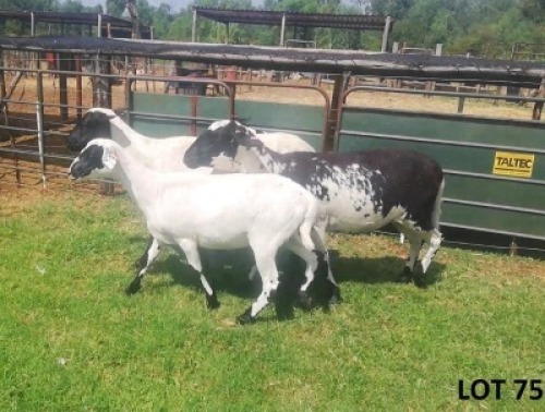 2X MEATMASTER EWE B3 Genetics (PTY) Ltd (pay per animal)