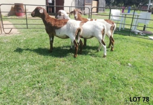 2X MEATMASTER EWE B3 Genetics (PTY) Ltd (pay per animal)