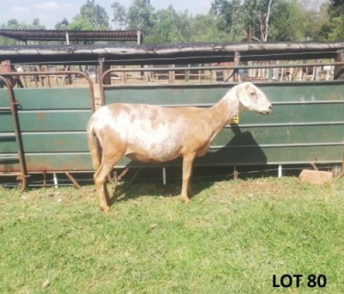 1X MEATMASTER EWE B3 Genetics (PTY) Ltd