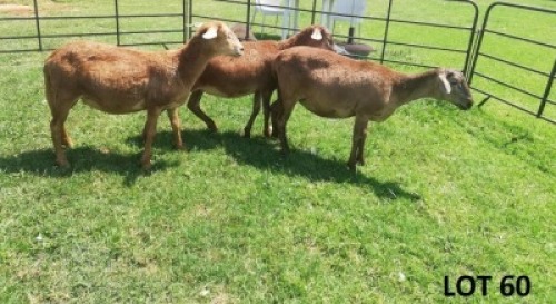 3X MEATMASTER EWE B3 Genetics (PTY) Ltd (pay per animal)