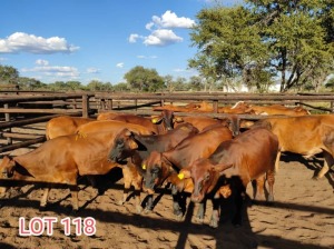 10 x COMMERCIAL HEIFER Leon Vorster