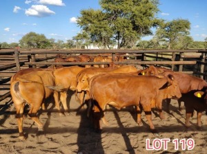 9 x COMMERCIAL HEIFER Leon Vorster