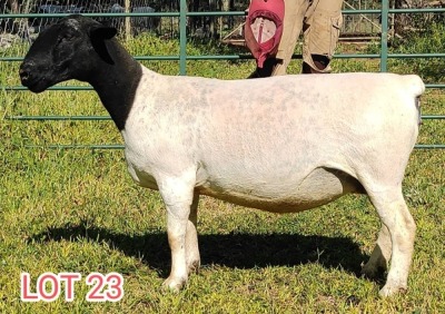 1 x DORPER EWE Leon Vorster