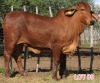 1 x RED BRAHMAN HEIFER Leon Vorster