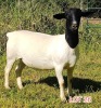 1 x DORPER EWE Leon Vorster