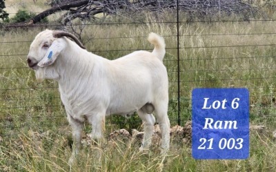 1X STOET SAVANNA RAM A.SCHOLTZ