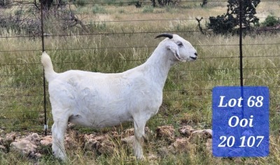 1X STOET SAVANNA EWE A.SCHOLTZ