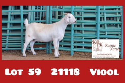 1X STOET SAVANNA EWE M.KOTZE