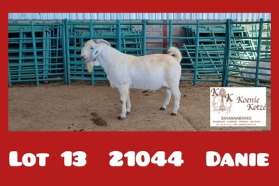 1X STOET SAVANNA RAM M.KOTZE