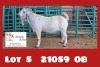 1X STOET SAVANNA RAM M.KOTZE