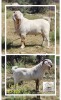 1X STOET SAVANNA RAM T. SCHOLTZ