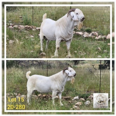 1X STOET SAVANNA RAM T. SCHOLTZ