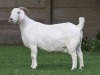 1X SAVANNA EWE PW VAN HEERDEN