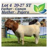 1X BOERBOK RAM STOET/STUD