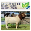 1X BOERBOK RAM STOET/STUD