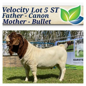 1X BOERBOK RAM STOET/STUD