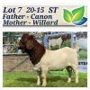 1X BOERBOK RAM STOET/STUD