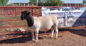 1X DORPER RAM STOET/STUD