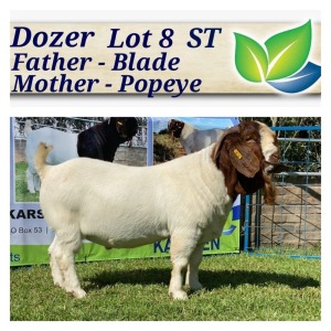 1X BOERBOK RAM STOET/STUD