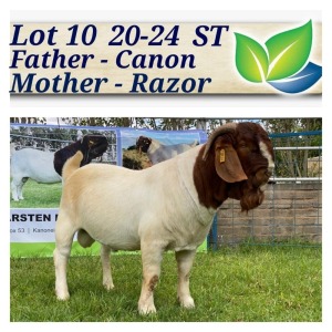 1X BOERBOK RAM STOET/STUD