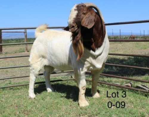 1X STUD BOER GOAT BUCK SAKKIE & NICKY NELL BOERBOKKE